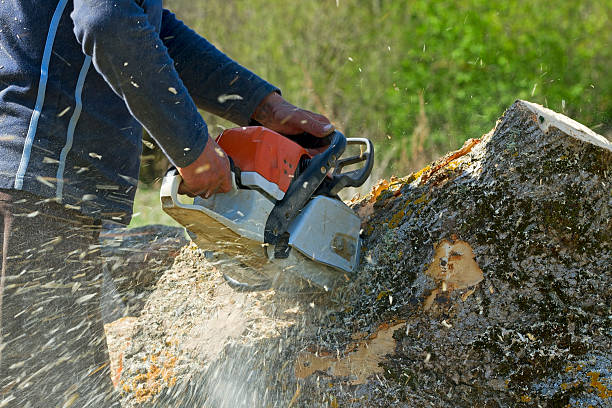 Tree Removal for Businesses in Gainesboro, TN